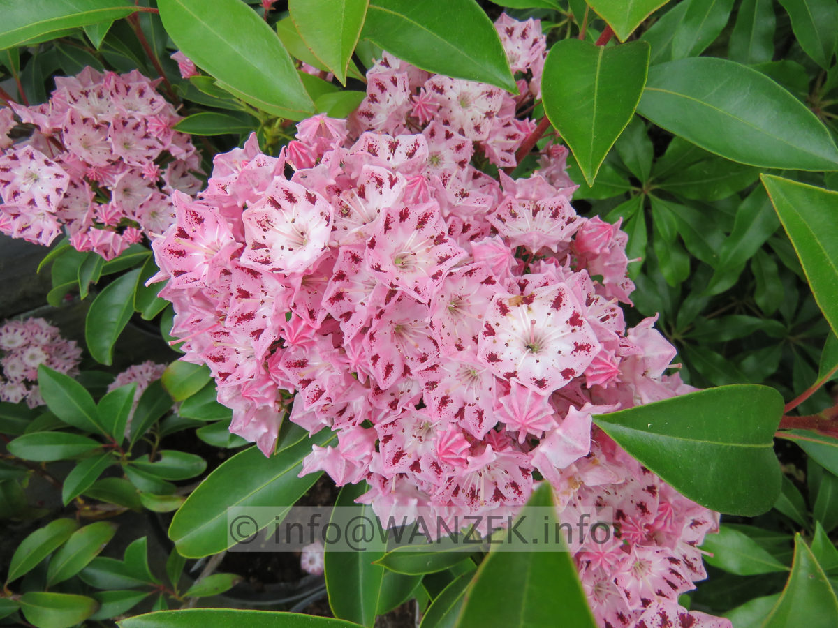 Kalmia latifolia Moyland 001.JPG